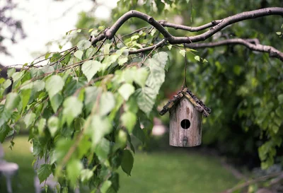 mangeoire pour les oiseaux